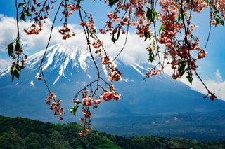 Ansicht des Berges Fuji mit Kirschblüten im Vordergrund